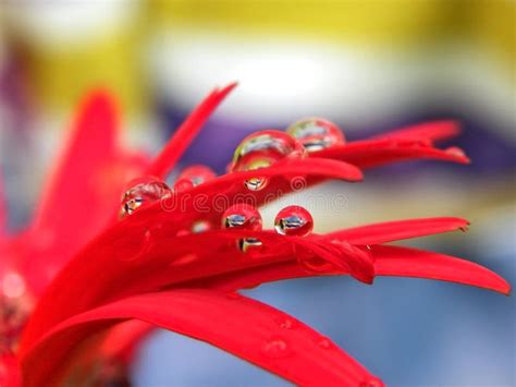 Rain drops 1 stock image. Image of flower, daisies, petals - 49823329