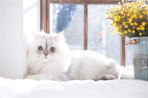 15 Of The Cutest Cat Breeds | Fort Collins Vets