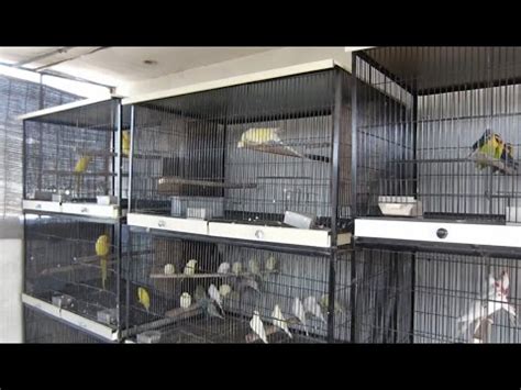 Ringneck , Raw and Grey Parrots Cage Size | My New Cage !!! | Birds ...