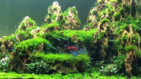 Diy Dragon Stone for natural aquarium Dragon Stone Ohko Rock - YouTube