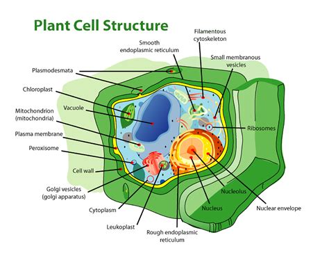 Cell Wall and Types of Cell Wall - The Pharmacognosy