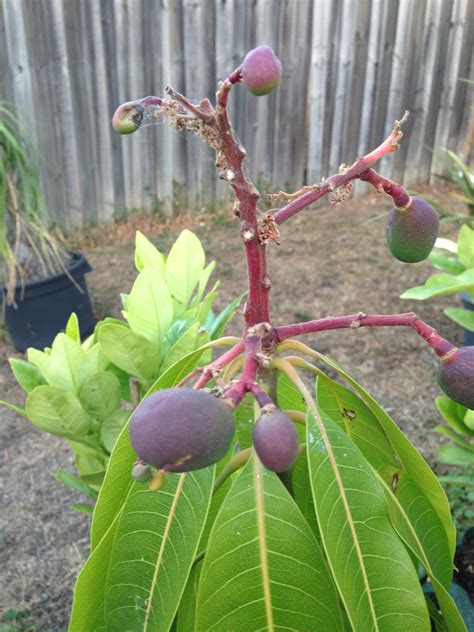 Dwarf Mango Irwin Tree - Mangifera indica