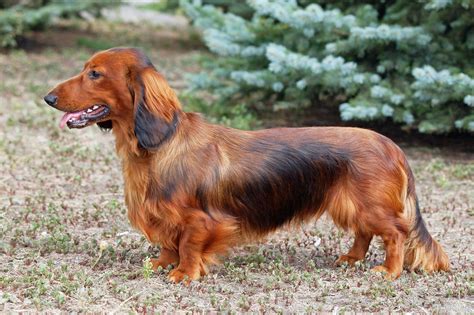 Dachshund | Overview, Description, Temperament, & Facts | Britannica