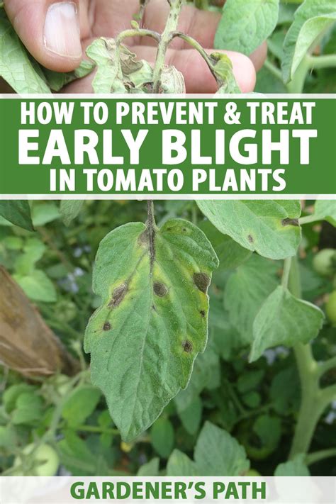 How To Prevent Blight - Cousinyou14