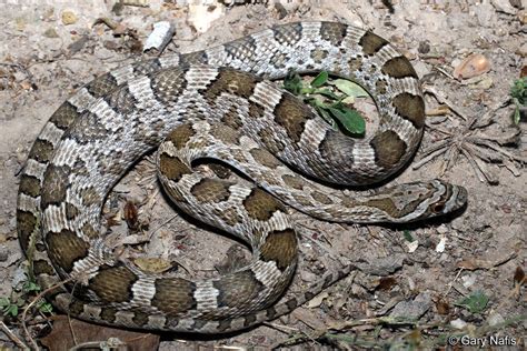 Great Plains Ratsnake - Pantherophis emoryi