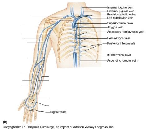 Veins draining into Subclavian Vein Diagram | Quizlet