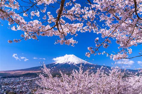 Best Off-Road RC: Cherry Blossom Japan Tokyo : Japan Cherry Blossom ...