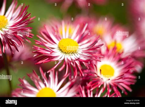 Red flowers in nature Stock Photo - Alamy