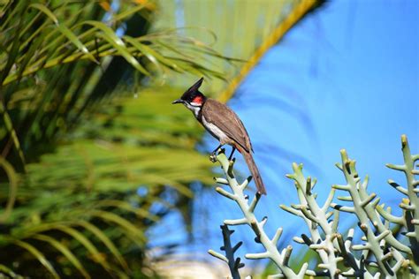 12 Wild Animals in Mauritius [Wildlife in Mauritius] - Kevmrc