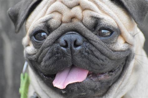 Pug Facts | The Smart Dog Guide