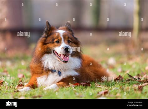 portrait picture of a lying Elo dog Stock Photo - Alamy