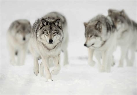 Wolf Pack - Cool Wildlife