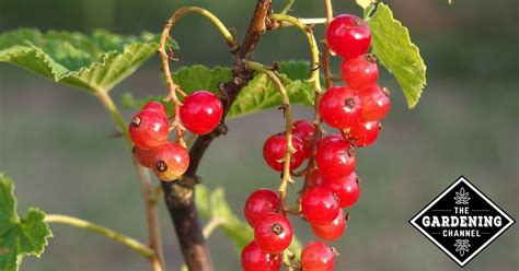 Types of Red Berries - Gardening Channel