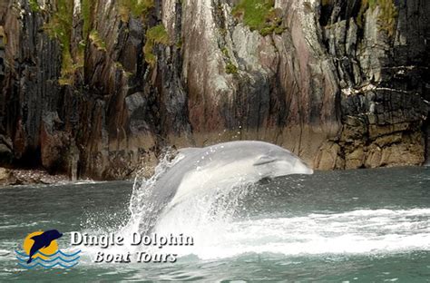 Dingle Dolphin Boat Tours - days out in Kerry with Fungie the dolphin