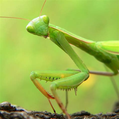 Praying Mantis Eating Mate