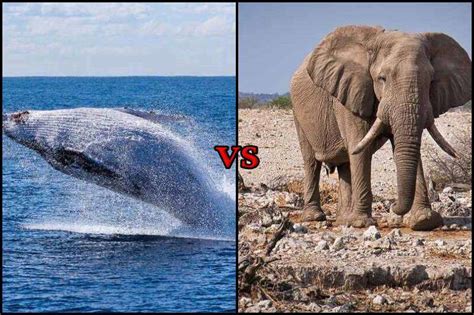 Blue Whale vs Elephant: Who Is Stronger? Compared