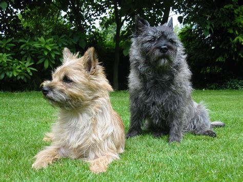 Cairn Terrier - Puppies, Rescue, Pictures, Information, Temperament ...