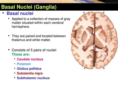 Basal Ganglia Anatomy Ppt