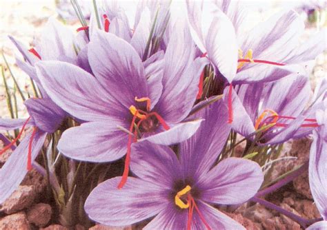 Harvesting saffron in the villages of Ravar