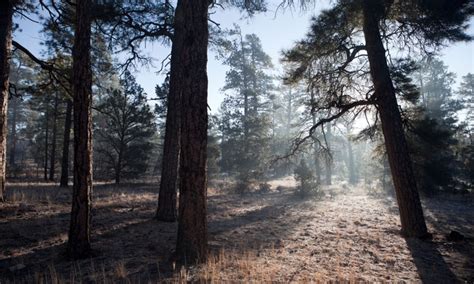 Kaibab National Forest in Arizona - AllTrips