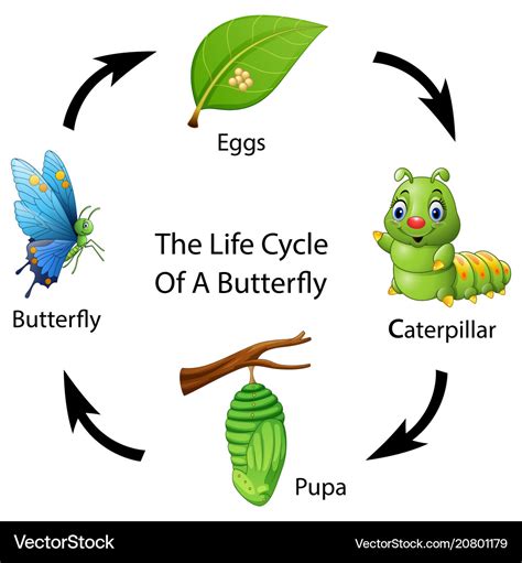 The life cycle of a butterfly Royalty Free Vector Image