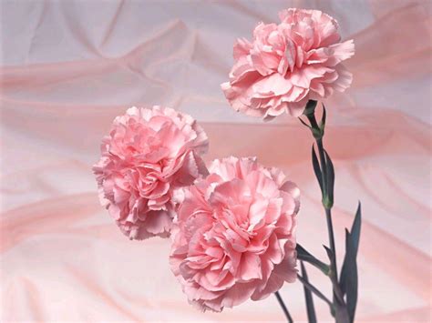 Pink Carnation Wallpapers - Wallpaper Cave