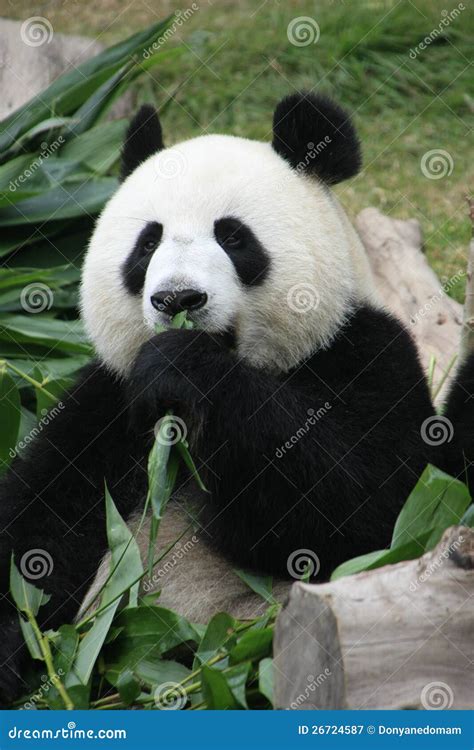 Portrait of Giant Panda Bear Eating Bamboo Stock Image - Image of giant ...