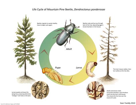 Species Spotlight : Bark Beetles