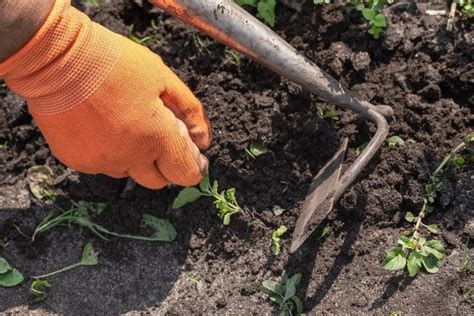 Weed Control Methods In Your Garden? | GARDENS NURSERY