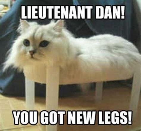 37 Of The Best Cat Memes The Internet Has Ever Made