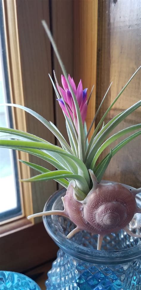 Finally! My Air Plant Bloom... So Happy!! : r/succulents