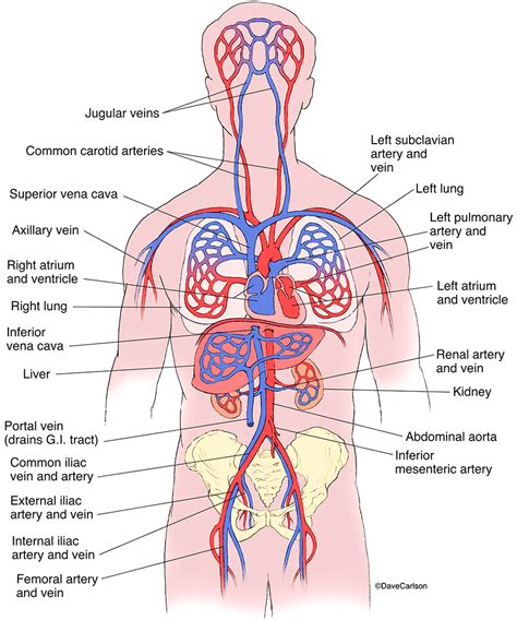 Circulatory System - Generalized | Carlson Stock Art