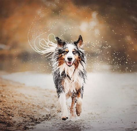 Beautiful Dog Portraits Capture Their Adventures in the Great Outdoors