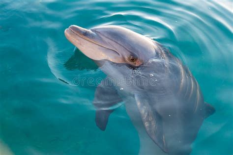 At Dolphin Reef in Eilat stock image. Image of travel - 115843359