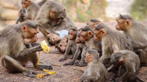 Greedy monkey teases his pals as he refuses to share a stolen banana ...