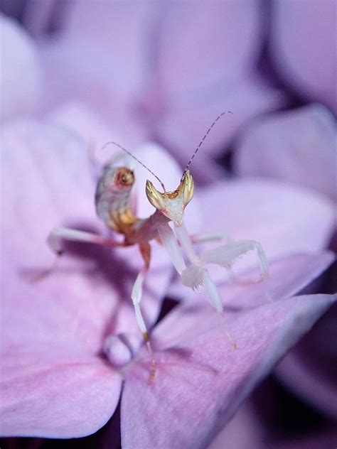 Orchid Mantis Baby