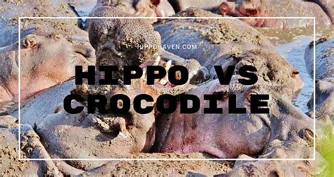 Hippo vs Crocodile - What Animal can Beat a Hippo? - Hippo Haven