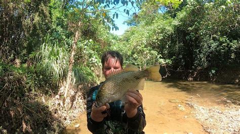 FNQ RAINFOREST FISHING (jungle perch) - YouTube