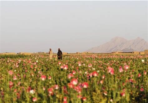 Afghanistan Housing 400,000 Football Fields Worth of Opium