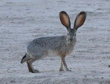 But the Animals Are Cuter! - The Biome Project: The Chaparral