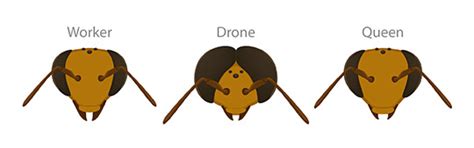 Drone Bee Vs Worker Bee