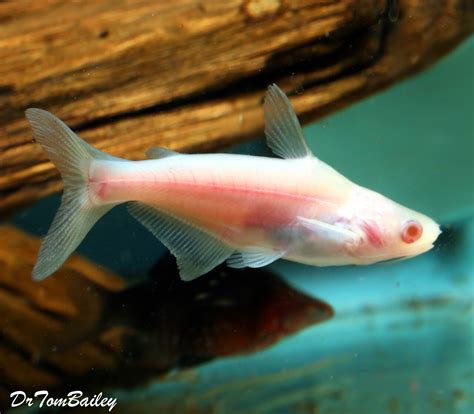 Premium New and Rare, Albino Pangasius Catfish