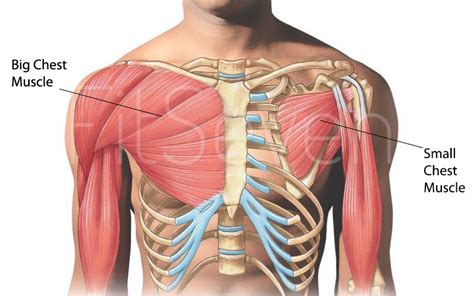 Chest Muscles Diagram / Labeled Anatomy Chart Of Male Biceps Photograph ...