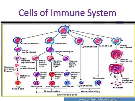 Cells of immune system: Lymphocytes, phagocytic cell, granulocytes and ...