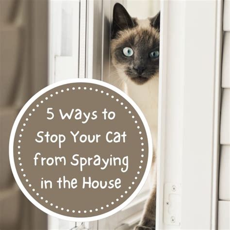 5 Ways to Stop a Cat From Spraying Indoors - PetHelpful