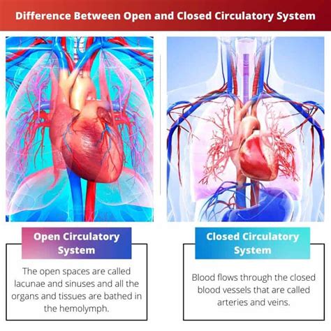 Open vs Closed Circulatory System: Difference and Comparison