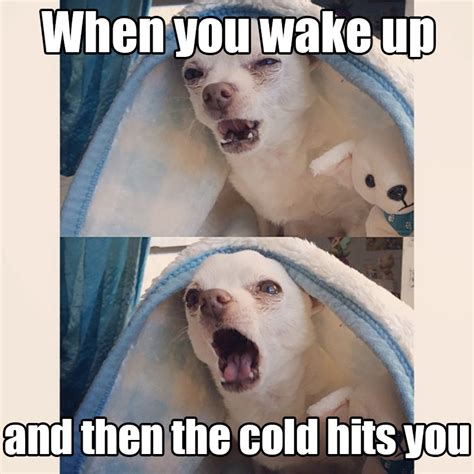 17 Dog Pictures That Perfectly Sum Up Your Hatred Of Winter - BARK Post