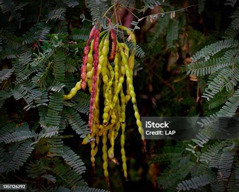 Red And Green Mesquite Tree Pods Stock Photo - Download Image Now ...