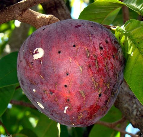 Red Custard Apple Tree (10 Seeds) AKA bullock's Heart,Jamaican Apple ...