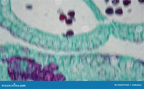 Apical Bud Filmed Under Microscope 400x in Longitudinal Section Against ...